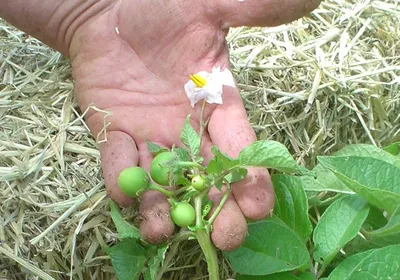 Ботанические семена картофеля - Ботанические семена картофеля Адретта х  Violetta