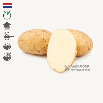Семена картофеля Илона, 0.02 г, Seedera | Семена картофеля