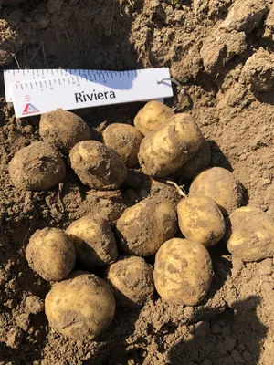 Семена картофеля Императрица, 0.02 г, Seedera | Семена картофеля