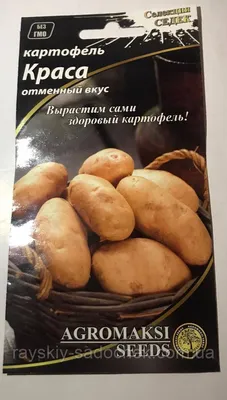 Как вырастить картофель из семян. Два способа вырастить картофель. Как  собрать семена картофеля