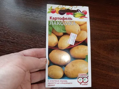 Семена картофеля Краса 0,02 Среднеспелый. (ID#1109017808), цена: 9 ₴,  купить на Prom.ua