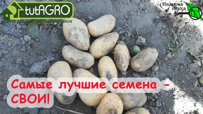 ДАЧА ОНЛАЙН Семена Картофель ЛАКОМКА