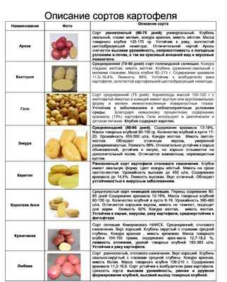 СВОИ СЕМЕНА КАРТОФЕЛЯ ГОРАЗДО ЛУЧШЕ! НЕ ТРАТТЬЕ ДЕНЬГИ! ПРАВИЛА ОТБОРА  КЛУБНЕЙ КАРТОФЕЛЯ НА СЕМНА. - YouTube