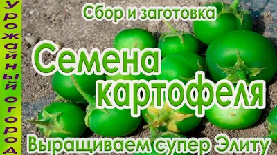 Семенной картофель Зекура (порция 500 г)