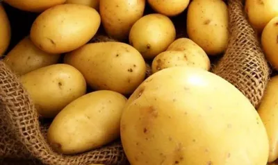 🌱 Картофель Семенной Синеглазка по цене от 430 руб: картофель - купить в  Москве с доставкой - интернет-магазин Все Сорта
