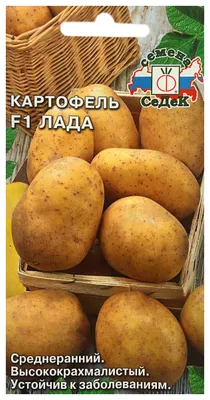 Качественные семена картофеля пообещали омским аграриям - Агротайм