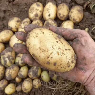 Заготавливаем семена картофеля из бульбочек у себя дома | Идеальный огород  | Дзен