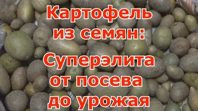 Семена картофель Гавриш Одиссей 14959 1 уп. - купить в Москве, цены на  Мегамаркет