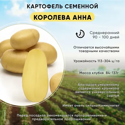 Картофель из семян: обновление и омоложение сортов. Суперэлита картофеля от  посева до сбора урожая в 2023 г | Картофель