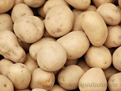 Продолжается обсуждение поправок к стандарту на семенной картофель — Журнал  \"Картофельная Система\"