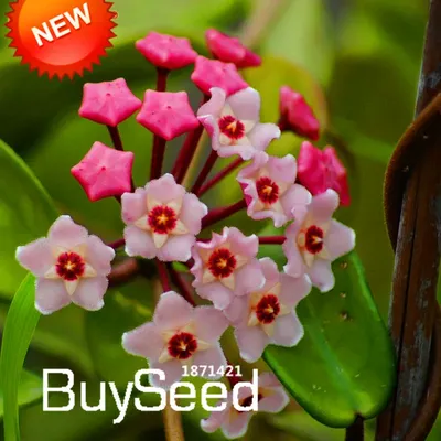 В продаже семена Hoya wallichii subsp. tenebrosa!!! 5шт-500р. Торопитесь  купить, семена.. | ВКонтакте