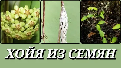 Hoya walliniana (хойя валлиниана) - ЦВЕТОМАГИЯ