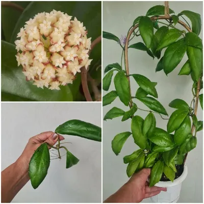 Hoya Fuscomarginata seedlings #hoyafuscomarginata #plant #plantslover  #tropicalplants #hoyaspecies - YouTube