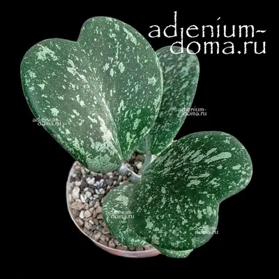 Растение ⌀ 6 Hoya KERRII двойная (Хойя): купить c доставкой почтой 🌸  Адениум дома