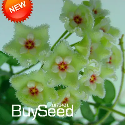 Растение ⌀ 6 Hoya KERRII 'SILVER SPLASH' (Хойя): купить c доставкой почтой  🌸 Адениум дома