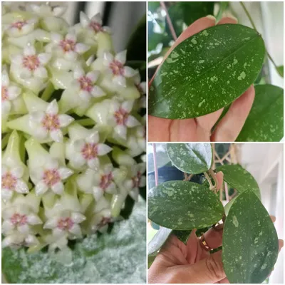 Хойя - восковое цветочное растение
