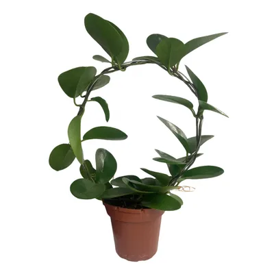 Растение ⌀ 6 Hoya KERRII 'SILVER SPLASH' (Хойя): купить c доставкой почтой  🌸 Адениум дома