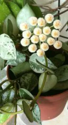 Хойя или Восковой плющ, комнатное растение, купить в оранжерее Биолит