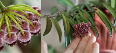 ХОЙЯ HOYA SKINNERIANA