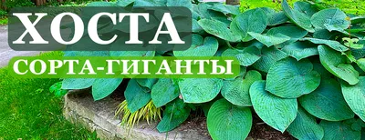 Хоста (Hosta) - «Хоста из семян. Это не сложно» | отзывы