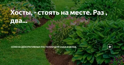 Хосты Хоста Уайт Фезэ (Hosta White Feather) купить по цене 384 руб. |  Доставка Смоленск, Москва, СпБ