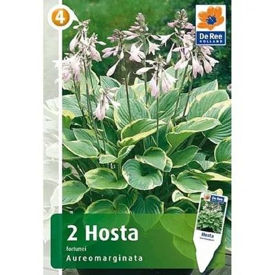 Хоста семена - Hosta sp. - 18 семян – Garden Seeds Market | Бесплатная  доставка
