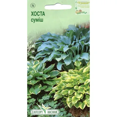 Купить семена: Хоста Aureomarginata - цены,фото,отзывы | Green-Club.com.ua