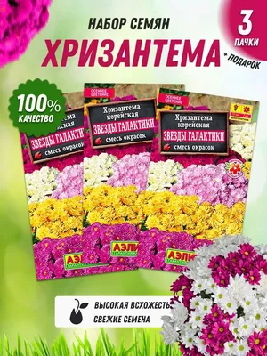 Семена хризантемы многолетней корейской - 3 шт Агрофирма Аэлита 160322454  купить за 283 ₽ в интернет-магазине Wildberries