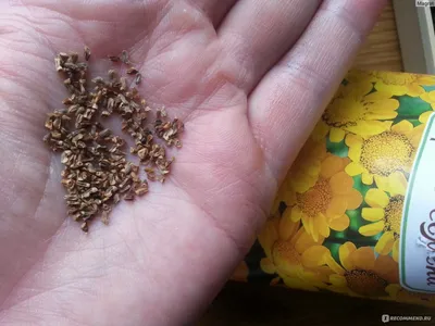 Семена цветов Хризантема килевая Поиск Смесь окрасок 0,3 г — цена в  Оренбурге, купить в интернет-магазине, характеристики и отзывы, фото