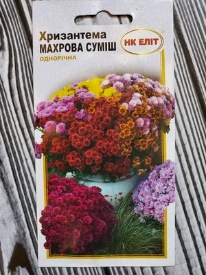 Семена цветов Хризантема мн. Крупноцветковая смесь 0,02 г купить по цене 59  ₽ в интернет-магазине KazanExpress