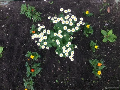 Семена ООО \"1Семена\" Хризантема болотная Голден Йеллоу - «Скромно, но со  вкусом. Идеальный цветок-компаньон. » | отзывы