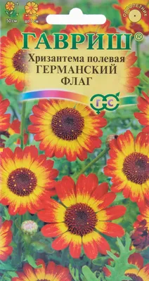 Хризантема Ясода Оранж Chrysanthemum Jasoda Orange - купить саженцы  хризантемы с доставкой по Украине в магазине Добродар