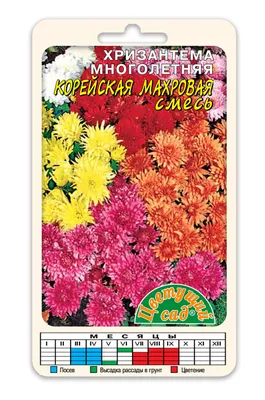 Хризантемы многолетние Цветущий сад МЦ Хризантема АССОРТИ - купить по  выгодным ценам в интернет-магазине OZON (788069001)