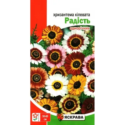 Семена хризантемы садовой Johnsons Триколор 400 шт| Бесплатная доставка из  РФ | 1 упаковка | AliExpress