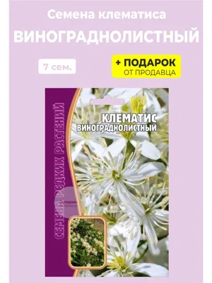 Семена цветов Клематис \"Фиолетовый\", лиана, 2 упаковки + 2 Подарка от  продавца — купить в интернет-магазине по низкой цене на Яндекс Маркете