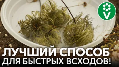 КЛЕМАТИС ИЗ СЕМЯН? ЛЕГКО! Клематисы взойдут быстро и дружно, если посеять  их так! - YouTube