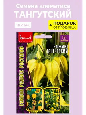 Семена цветов клематиса \"Китайские фонарики\" купить по цене 79 ₽ в  интернет-магазине KazanExpress