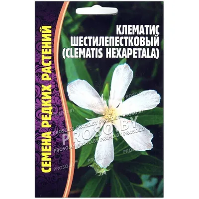 Как вырастить клематис из семян – полное руководство для начинающих  садоводов - Посадика