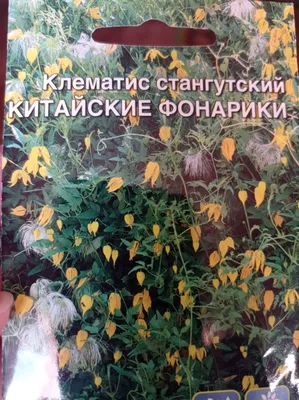 Саженцы клематисов в коробке – купить в Алматы по цене тенге –  интернет-магазин Леруа Мерлен Казахстан