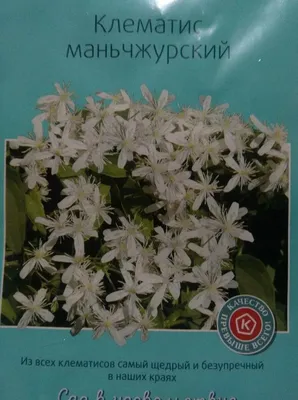 Мой неудачный опыт выращивания клематиса из семян | Дневник дачной пчелки |  Дзен