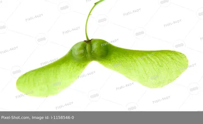 семена клена стоковое изображение. изображение насчитывающей вал - 15300769
