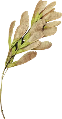 Закрыть Сушеные Семена Клена Изолированы Белом Фоне Естественные Материалы  Элемент стоковое фото ©Olga_Shestakova 518450768