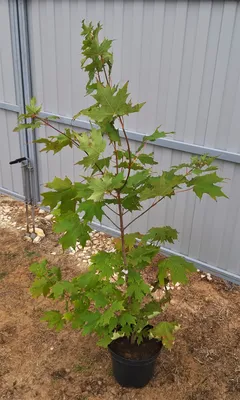 Купить Семена клена японского Acer Fullmoon в питомнике растений Сидландия
