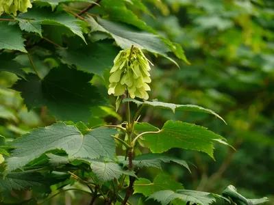 Семена Клена дланевидного (лат. Acer palmatum) | AliExpress