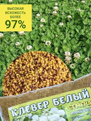 Семена клевера белого \"Юра\" (ID#34383236), цена: 56 руб., купить на Deal.by