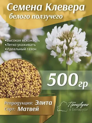 Семена клевера ползучего (белый), 1кг (ID#178614604), цена: 40 руб., купить  на Deal.by