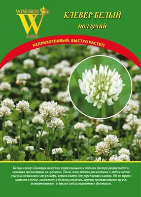Green Seed белого клевера 500 г - купить по выгодным ценам в  интернет-магазине OZON (933838619)