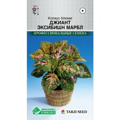 Семена цветов Колеус Блюме Смесь окрасок, О, 0,1 г. (1363548) - Купить по  цене от 12.14 руб. | Интернет магазин SIMA-LAND.RU