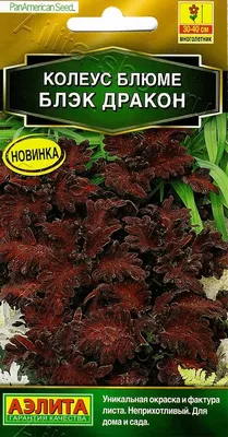 Семена колеуса Визард Скарлетт Gl Seeds (ID#1620404889), цена: 20 ₴, купить  на Prom.ua