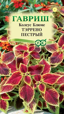 Колеус блюме Блэк дракон 10шт, семена | Купить в интернет магазине Аэлита